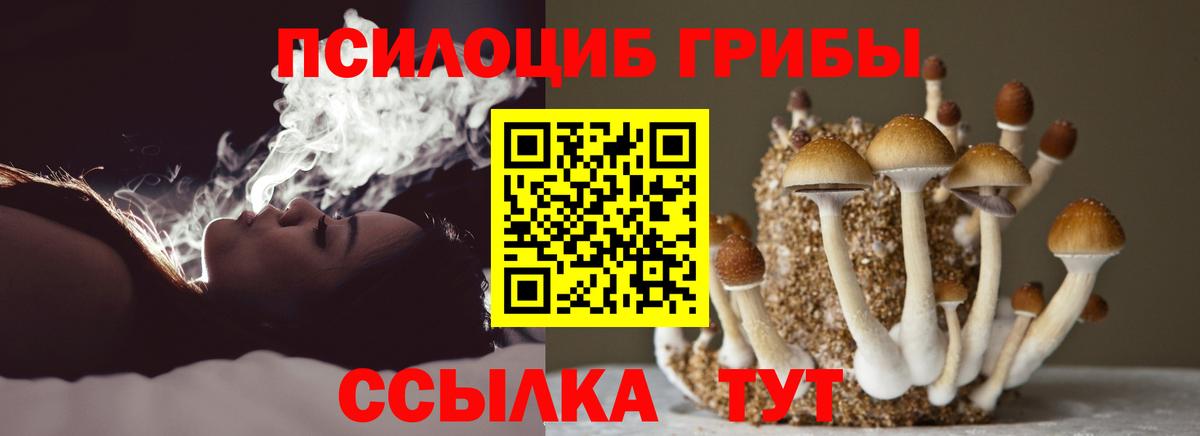 Галлюциногенные грибы Psilocybine cubensis Буйнакск